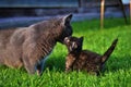 Kitty Bonding Royalty Free Stock Photo