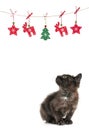 Kitty cat christmas Royalty Free Stock Photo