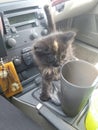 Kitty cat is curious and wants a drink. Car ride with a curious kitten Royalty Free Stock Photo