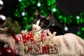 Kitty cat and festive Christmas decoration Royalty Free Stock Photo