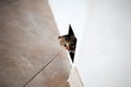 The kitty cat hiding, looks through a small hole