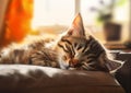 Kitty Cat Kitten Sleeping on a Pillow in the Sun