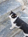 Kitty cat looking around and relaxing after stretching and cleaning and says hello to new visitors in the streets of a greek