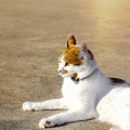 Kitty Cat Lying Down. Isolated. Royalty Free Stock Photo