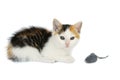 Kitty Cat With Mouse Toy Royalty Free Stock Photo