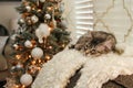 Kitty cat is sleeping in front of Christmas tree Royalty Free Stock Photo