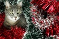 Kitty covered by tinsel