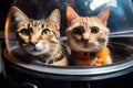 kitty and doggy floating in spacecraft, heads tilted and eyes shining with curiosity