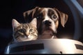 kitty and doggy floating in spacecraft, heads tilted and eyes shining with curiosity