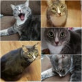 Kitty faces Royalty Free Stock Photo