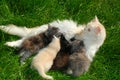 Kitty feeding her kittens Royalty Free Stock Photo