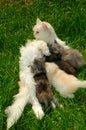 Kitty feeding her kittens Royalty Free Stock Photo