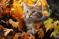 Kitty finds a cozy spot amidst falls golden foliage on tree