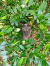 Kitty girl ventures outside green shrubs