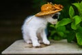 kitty with a hat lookiing at some leafs