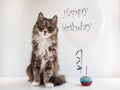 Kitty and helium balloon with birthday greetings Royalty Free Stock Photo