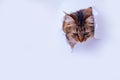 Kitty in hole of paper, beautiful cat looking down through torn paper wall. Copy space for text banner background postcard. Royalty Free Stock Photo