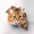 Kitty in hole of paper, beautiful cat looking through torn paper wall Royalty Free Stock Photo