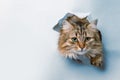 Kitty in hole of paper, beautiful cat looking through torn paper wall. Copy space for text banner background postcard Royalty Free Stock Photo