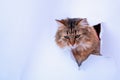 Kitty in hole of paper, beautiful cat looking through the  hole of paper wall. Copy space for text banner background postcard Royalty Free Stock Photo