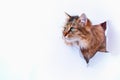 Kitty in hole of paper, beautiful cat looks to the right through torn paper wall. Copy space for text banner background postcard Royalty Free Stock Photo