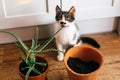 Kitty with innocent eyes sitting at flipped pot and aloe vera in