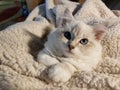 Kitty kitten kittycat cat fluffy blue eyes snuggles