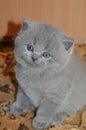 Kitty. Little cat. Blue plush Scottish cat.