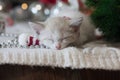 Kitty little kitten sleeps in a New Year`s scarf. New Year`s Eve