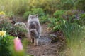 Kitty look back in garden in the sunshine. Cat in the meadow Royalty Free Stock Photo