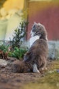 Kitty look back in garden in the sunshine. Cat in the meadow Royalty Free Stock Photo