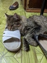 The kitty loves to sleep in women's shoes