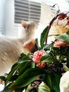 Kitty loves to smell flowers. Royalty Free Stock Photo