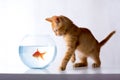 Kitten and fish Royalty Free Stock Photo