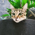 Kitty plant