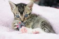 Kitty playing with mouse toy Royalty Free Stock Photo