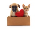 Kitty and puppy in the box. Royalty Free Stock Photo