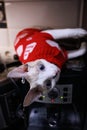 a kitty in a red sweater hanging upside down.The cat is lying on the coffee machine Royalty Free Stock Photo