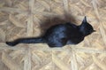 Top black cat - gato negro desde arriba Royalty Free Stock Photo