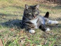 Kitty resting after play. Royalty Free Stock Photo