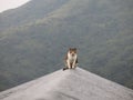 Kitty on the roof Royalty Free Stock Photo