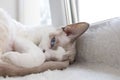 Kitty's curled up in a ball and watching. White Devonrex kitty with blue eyes
