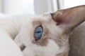 Kitty\'s curled up in a ball and watching. White Devonrex kitty with blue eyes