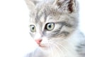 Kitty's face Royalty Free Stock Photo