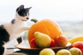 Kitty sitting on pumpkin and playing in light and zucchini, appl Royalty Free Stock Photo