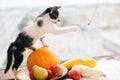 Kitty sitting on pumpkin and playing in light and zucchini, appl Royalty Free Stock Photo