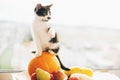 Kitty sitting on pumpkin and playing in light and zucchini, appl Royalty Free Stock Photo