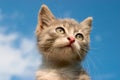 Kitty in the sky Royalty Free Stock Photo