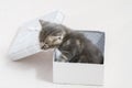 kitty, small kitten stuck in a gift box, cuddly animal sweet face