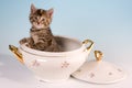 Kitty in a soup tureen